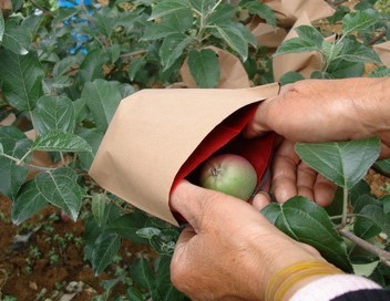 果树套袋机多少钱一个_苹果套袋价格_苹果套袋新技术