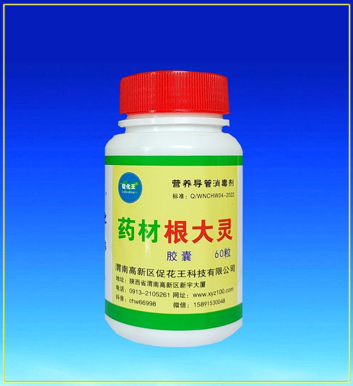 药材根大.jpg 药材根大.jpg